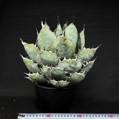 【XLサイズ】 Agave titanota ' Black and Blue ' / アガベ チタノタ ブラックアンドブルー (ブルーボール) (ベアルート)