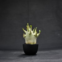 Adenium arabicum super dwarf / アデニウム アラビカム スーパードワーフ【微発根】