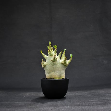 Adenium arabicum super dwarf / アデニウム アラビカム スーパードワーフ【微発根】