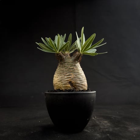Pachypodium rosulatum var. gracilius / パキポディウム グラキリス 【微発根】