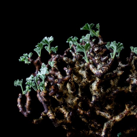 Pelargonium mirabile / ペラルゴニウム ミラビレ (微発根)