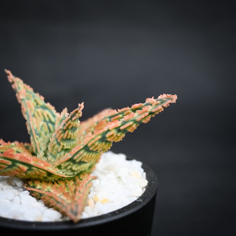 Aloe hybrid / アロエ ハイブリッド【微発根】 | GREEN MONSTERS