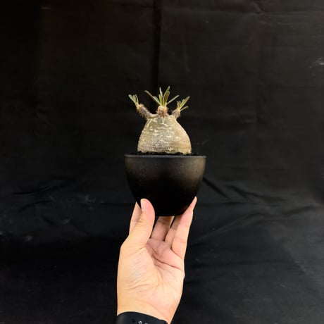 【選抜】Pachypodium rosulatum var. gracilius / パキポディウム グラキリス 【微発根】