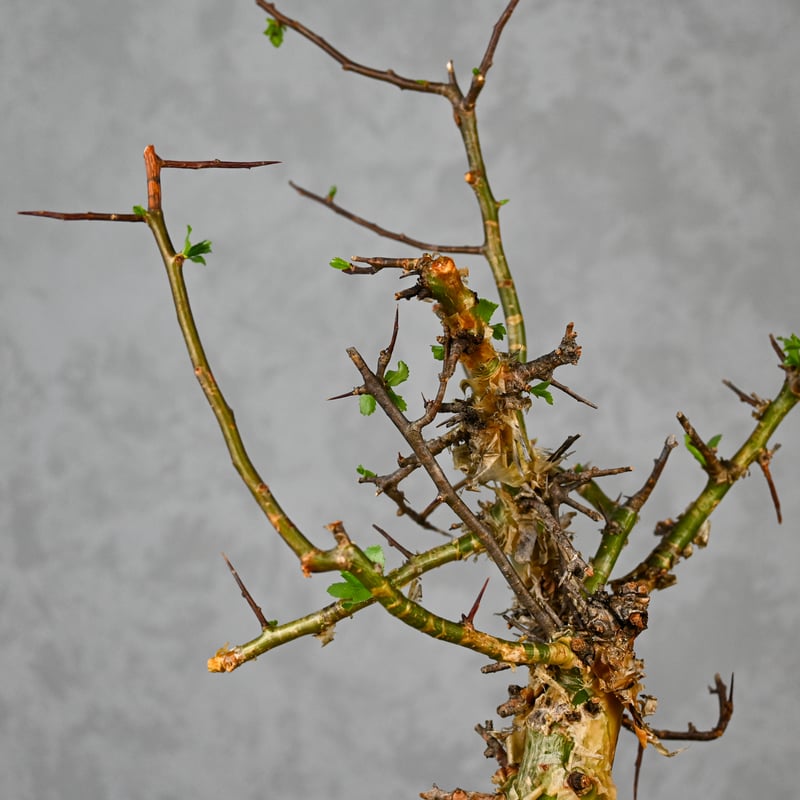 Commiphora myrrha / コミフォラ ミルラ 【発根済】 ＋ 信楽焼 | GRE