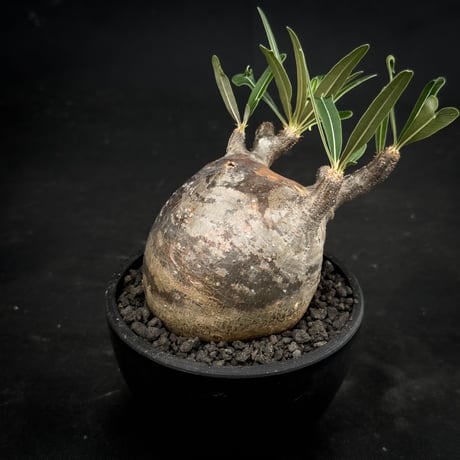 Pachypodium rosulatum var. gracilius / パキポディウム グラキリス 【微発根】