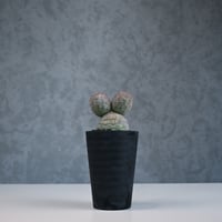 Tephrocactus geometricus / テフロカクタス ゲオメトリクス 大玉 【自根】