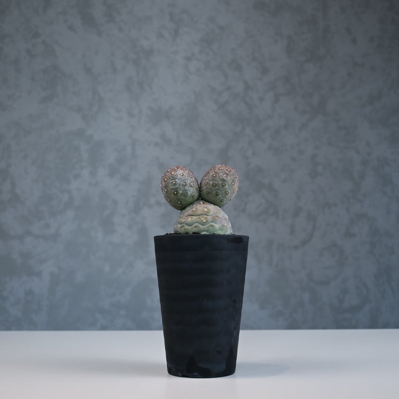 Tephrocactus geometricus / テフロカクタス ゲオメトリクス 大玉 【