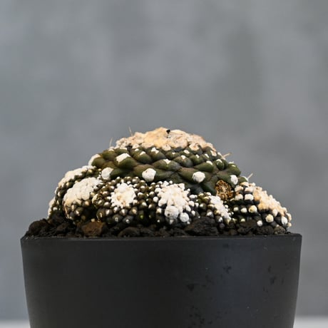 Copiapoa tenuissima / コピアポア テヌイシマ 【実生】