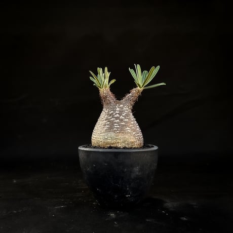 Pachypodium rosulatum var. gracilius / パキポディウム グラキリス 【微発根】