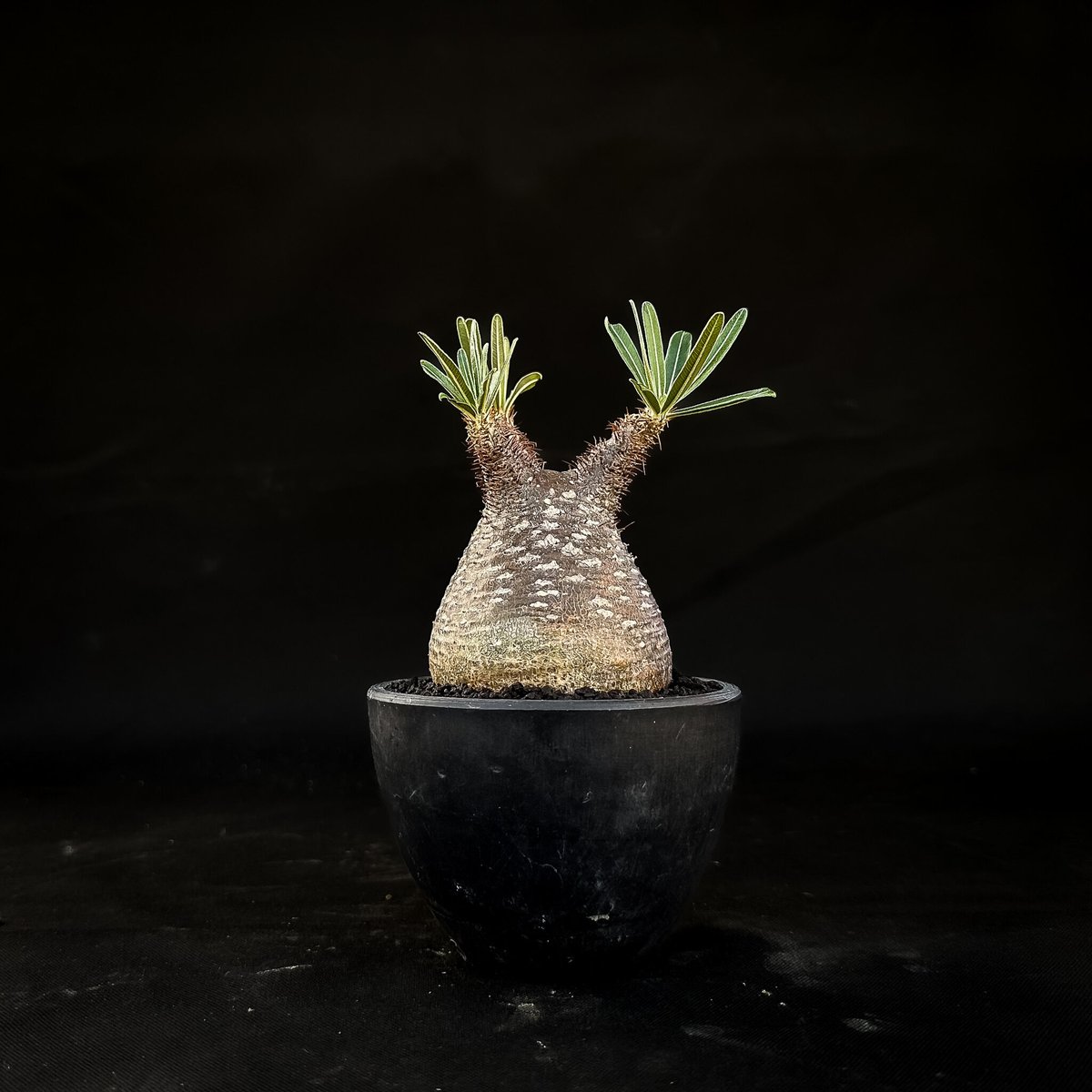 その他 VCD Pachypodium Gracilius Var. Dalmatian MEDICOM TOY VCD Pachypodium Gracilius Var. atmos Dalmatian MULTI