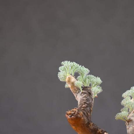 Monsonia multifida  (Sarcocaulon multifidum) / モンソニア ムルチフィダ (サルコカウロン ムルチフィズム) 【発根済】  + 信楽焼
