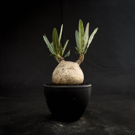 Pachypodium rosulatum var. gracilius / パキポディウム グラキリス 【微発根】