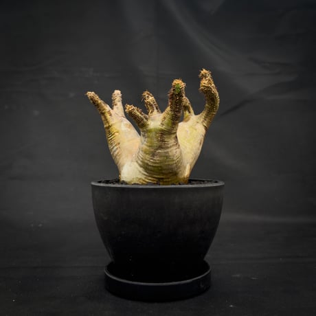 Pachypodium rosulatum var. makayense  / パキポディウム マカイエンセ 【微発根】