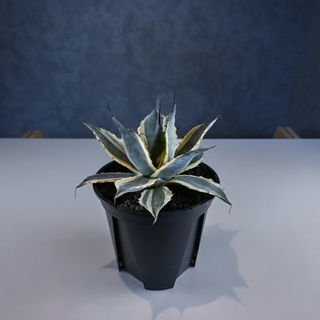 Agave parrasana ' Fire ball ' / アガベ パラサナ ファイヤーボール (白覆輪)【発根済】
