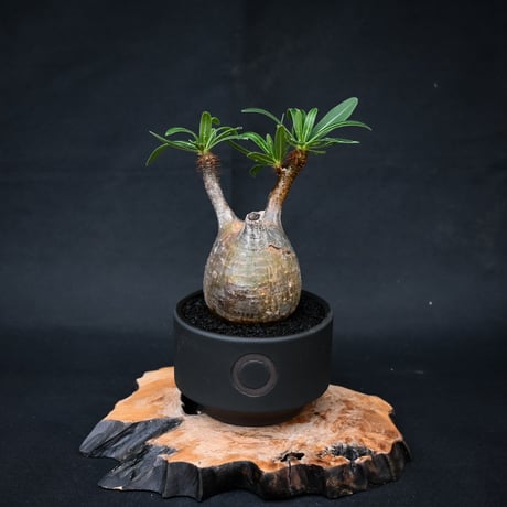 【Premium Line】 Pachypodium rosulatum var. gracilius / パキポディウム グラキリス 【発根済】 + 利休 -RIKYU- 【QUTOTEN.】