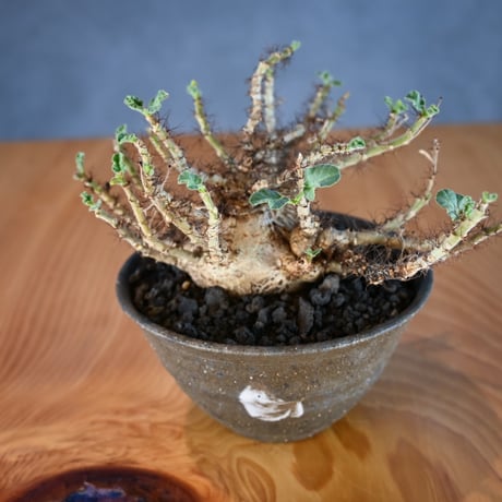 Jatropha marginata / ヤトロファ マルギナータ 【発根済】+ 信楽焼
