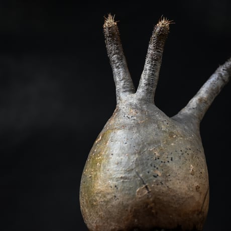 Pachypodium rosulatum var. gracilius / パキポディウム グラキリス 【微発根】