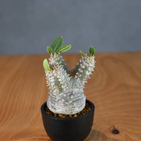 Pachypodium ' Densicaule ' / パキポディウム デンシカウレ 恵比寿大黒 (恵比須大黒)【微発根】