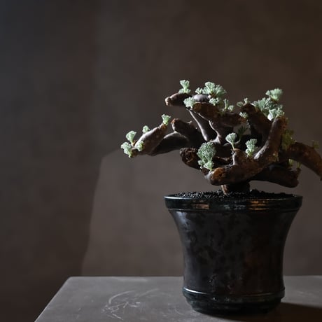 Monsonia multifida  (Sarcocaulon multifidum) / モンソニア ムルチフィダ (サルコカウロン ムルチフィズム) 【発根済】+ 鉢 : 後藤 瑞葉 氏