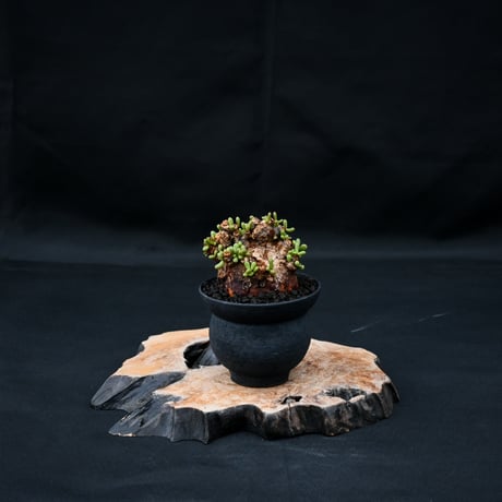 Ceraria pygmaea / ケラリア ピグマエア 【発根済】 [雌雄未判別]  + 信楽焼