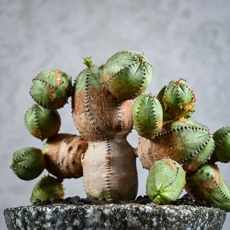 Euphorbia obesa hyb ( obesa x pseudoglobosa )/ ユーフォルビア オベサ ハイブリッド (オベサ x プセウドグロボーサ) 【実生】 + 信楽焼