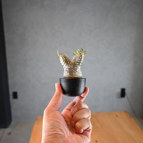 Pachypodium ' Densicaule ' / パキポディウム デンシカウレ 恵比寿大黒 (恵比須大黒)【微発根】