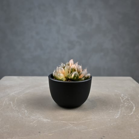 Haworthia cooperi var. truncata 'Black Obtusa' f. variegata / ハオルチア ブラック オブツーサ 錦