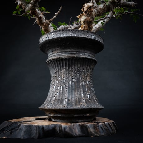【Premium Line】 Commiphora sp. somalia " Eyl " / コミフォラ エイル 【発根済】 + 【小野瀬 一】