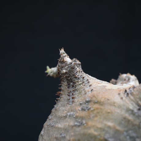 【Premium Line】 Pachypodium rosulatum var. gracilius / パキポディウム グラキリス 【発根済】 + Vintage 【後藤 瑞葉】