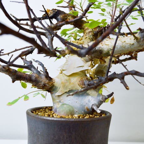 【PL】Commiphora kataf ver. turkanensis / コミフォラ カタフ ターカネンシス + 信楽焼 (微発根)