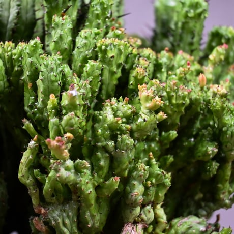 Euphorbia enopla f. monstrosa cristata / ユーフォルビア エノプラ 石化 綴化【実生】 + 信楽焼