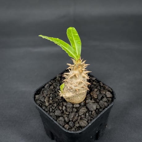 Pachypodium bicolor / パキポディウム ビカラー (バイカラー)【実生】