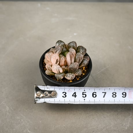 Haworthia cooperi var. truncata 'Maihime' / ハオルチア 特ダルマ型 オブツーサ 錦 舞姫