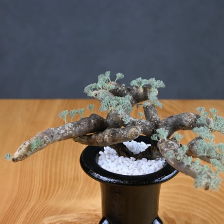 Monsonia multifida  (Sarcocaulon multifidum) / モンソニア ムルチフィダ (サルコカウロン ムルチフィズム) 【発根済】  + 万年青鉢