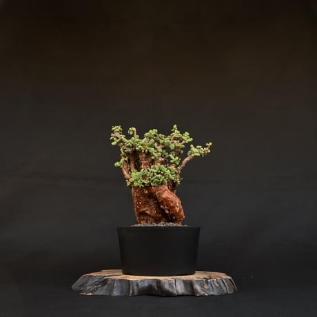 [雄株]  Ceraria pygmaea / ケラリア ピグマエア 【発根済】