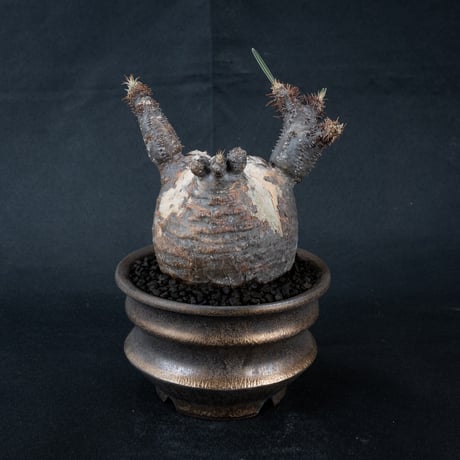 【Premium Line】 Pachypodium rosulatum var. gracilius / パキポディウム グラキリス 【微発根】 + Pleasure 【Wild Heaven】