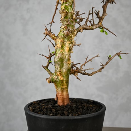 Commiphora myrrha / コミフォラ ミルラ 【微発根】