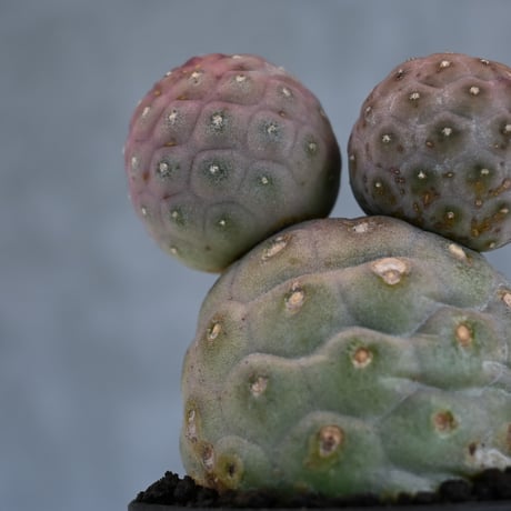 Tephrocactus geometricus / テフロカクタス ゲオメトリクス 大玉 【自根】