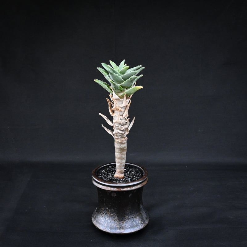 Premium Line】 Aloe pillansii / アロエ ピランシー【発根済】