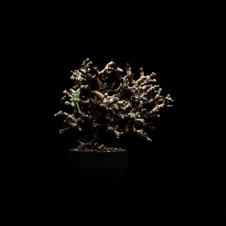 Pelargonium mirabile / ペラルゴニウム ミラビレ (微発根)