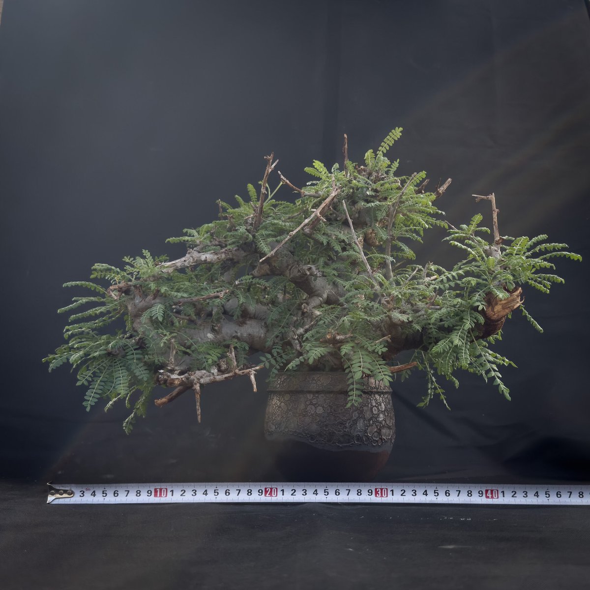 Premium Line】Boswellia neglecta / ボスウェリア ネグレクタ Premium Line】Boswellia neglecta / ボスウェリア ネグレクタ