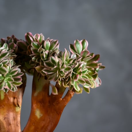 Aeonium arboreum f. variegated 'Pink Witch' f. cristata / アエオニウム 錦 'ピンクウィッチ' クリスタータ (綴化) 【自根】+ 信楽焼鉢