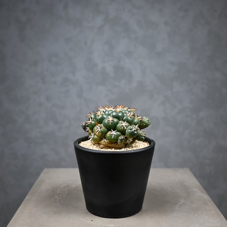 Coryphantha elephantidens / コリファンタ 短刺象牙丸 仔吹き