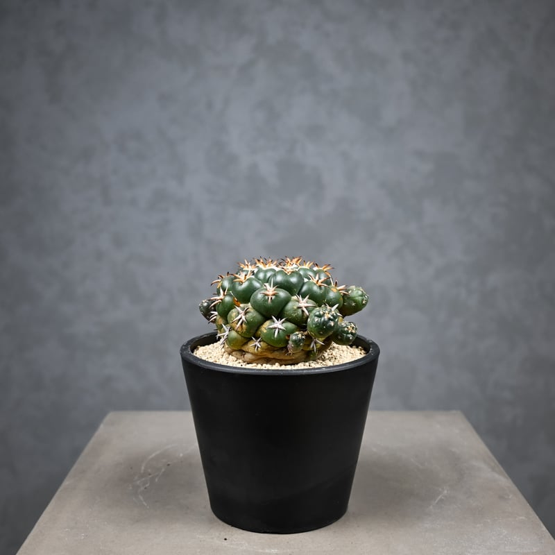 Coryphantha elephantidens / コリファンタ 短刺象牙丸 仔吹き |