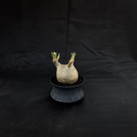 【Premium Line】 Pachypodium rosulatum var. gracilius / パキポディウム グラキリス 【微発根】+ 黒鉄【KUROGANE】