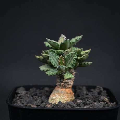 Euphorbia tulearensis / ユーフォルビア トゥレアレンシス 【実生】