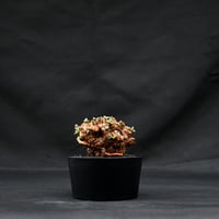 Ceraria pygmaea / ケラリア ピグマエア 【発根済】 [雌雄未判別]