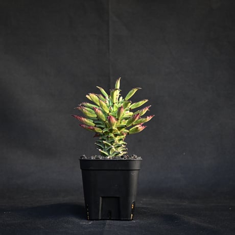 Monadenium schubei  / モナデニウム シューベイ 【発根済】