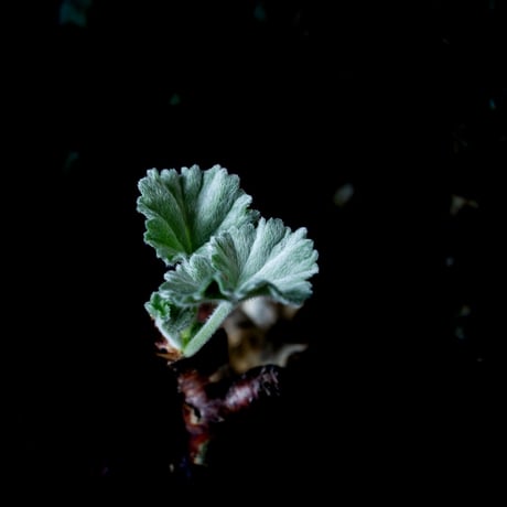 Pelargonium mirabile / ペラルゴニウム ミラビレ (微発根)