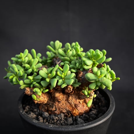 Ceraria pygmaea / ケラリア ピグマエア 【発根済】【雌雄未判別】